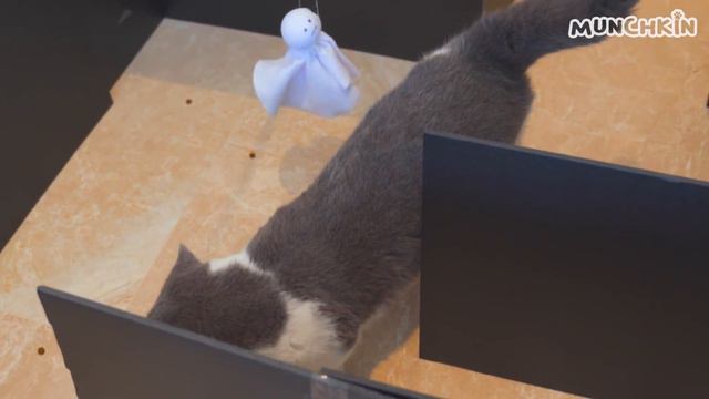 Cats vs Pacman Maze смотреть онлайн