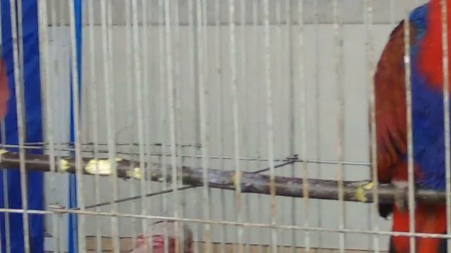 12 октября 2019 г.Выставка -Ярмарка голубей и декоративных птиц в Днепре. смотреть онлайн