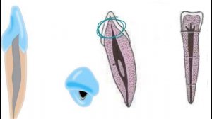 Анатомия резцов  нижней челюсти