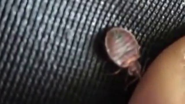 Как выглядят клопы - видео с сайта http://klop-tarakan.ru/ смотреть онлайн