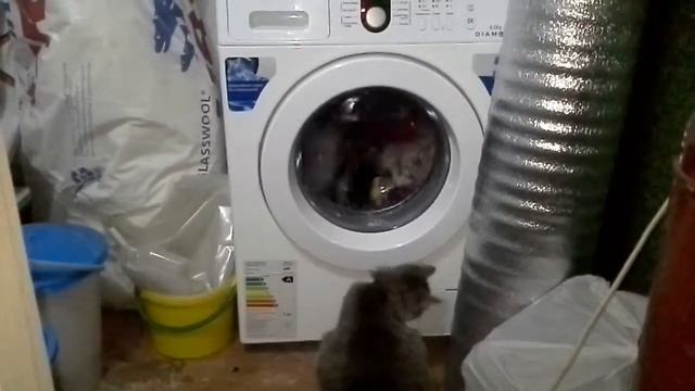 Моя кошка сошла с ума смотреть онлайн