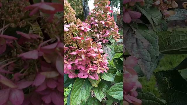 Гортензия Пинки Винки Pinky Winky #гортензии #метельчатыегортензии #обрезкагортензии #садмечты #дач смотреть онлайн