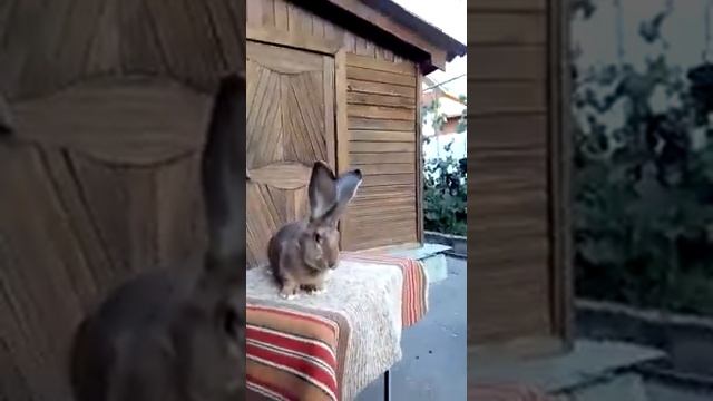 Кролики великаны, Ризен Агути смотреть онлайн