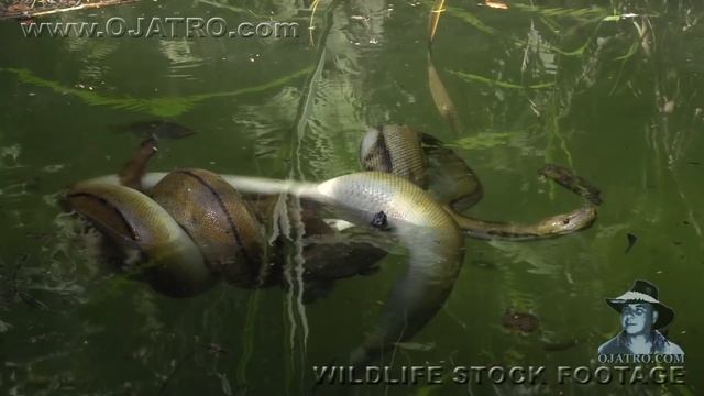 Python Eats Goat 04 Stock Footage смотреть онлайн