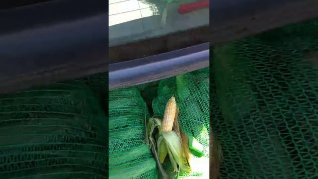 12 ИЮЛЯ РЫНОК БОЛЬШИЕ КОПАНИ ЦЕНЫ НА ОВОЩИ И ФРУКТЫ. смотреть онлайн