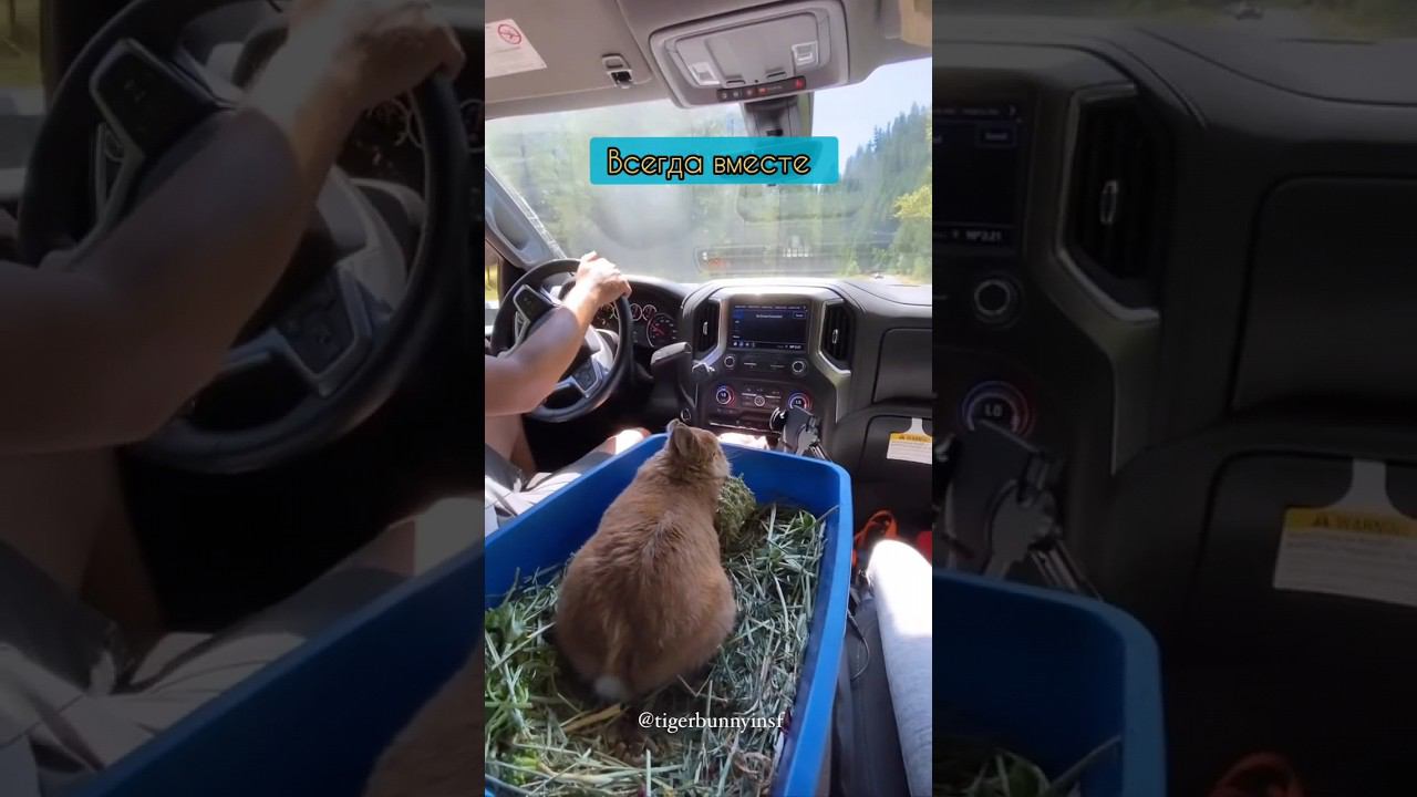 Вместе по жизни ❤️ смотреть онлайн