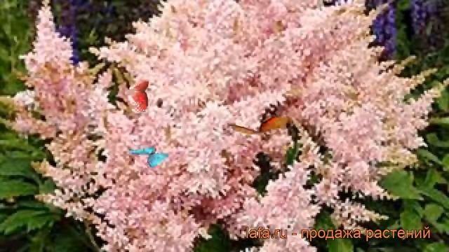 Астильба гибридная Шугаберри (sugarberry) ? обзор: как сажать, саженцы астильбы Шугаберри смотреть онлайн