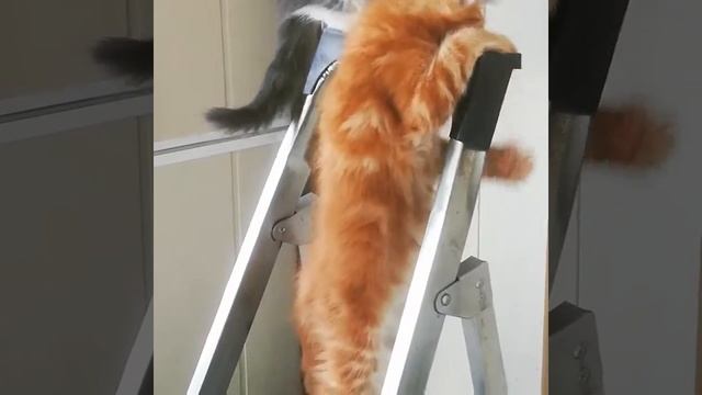 Игры котят на лестнице. смотреть онлайн