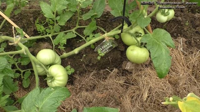 Пожелтели макушки у рассады после высадки в грунт смотреть онлайн