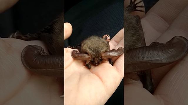 Летучая мышь на руке смотреть онлайн