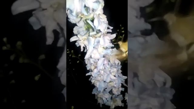 Колибри на Урале. Бабочка-бражник. смотреть онлайн