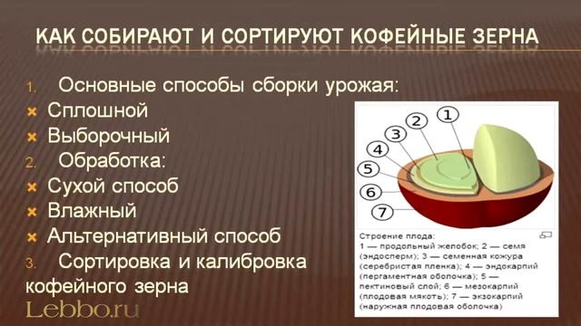 Сбор и сортировка кофейных зёрен смотреть онлайн