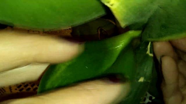 Как из двух листочков вырастить орхидею .How to grow an orchid from two leaves and grow roots. смотреть онлайн