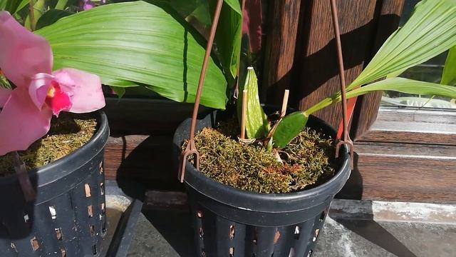 Цветение орхидей рода Ликаста.