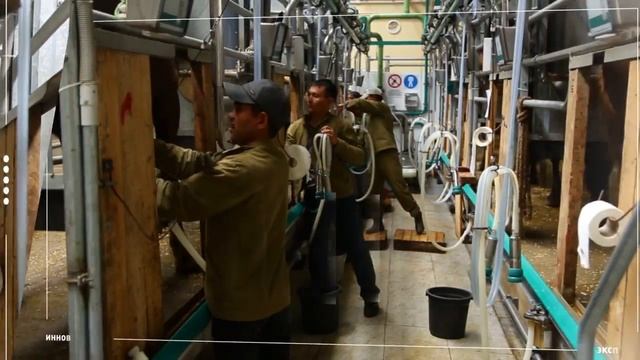 Производство сухого порошка из кобыльего молока-Саумал(RUS) смотреть онлайн