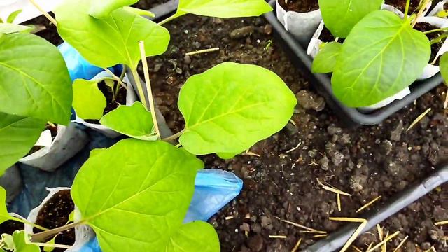 Обробка розсади. Блошка на рукколі.