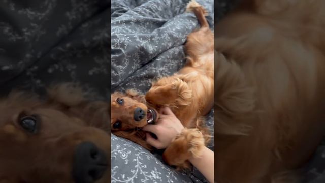 Моя Шинки❤️#детскоевидео#тренды#видео#друг#животные #собака#собакадругчеловека#тренд#питомец#смешно