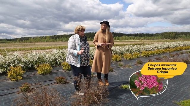 Декоративные кустарники | Спирея | Пузыреплодник | Береза нана@leskovo.pitomnik смотреть онлайн