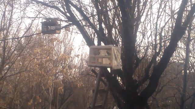 ловля щеглов ловля певчих птиц манка на западок щегол самец и самка.Carduelis смотреть онлайн