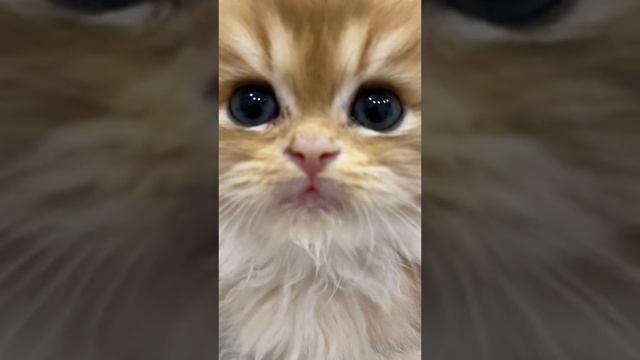 милый котенок