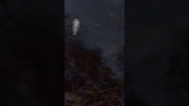 Поймал карасика и отпускаю....Рыбачьте в удовольствии друзья мом!!! смотреть онлайн