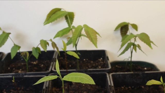 Цирковые Шоу с Трюками и Фокусами