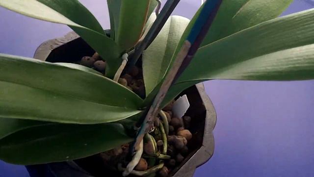 Phal. Golden Apollon ‘Apollon’— Japan Grand Champion Winner смотреть онлайн