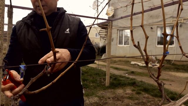 Формировка винограда кордон смотреть онлайн