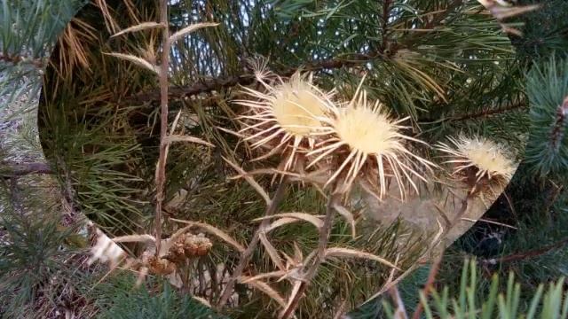 Код Жизни. ОСЕНЬ - ПРЕКРАСНАЯ ПОРА, ОЧЕЙ ОЧАРОВАНЬЕ!!! смотреть онлайн