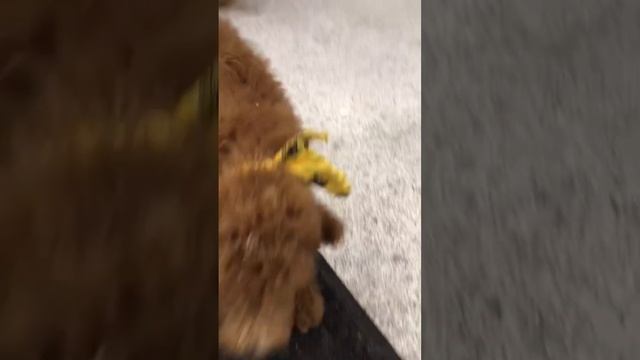 Yellow bandana boy playing at the grooming shop смотреть онлайн