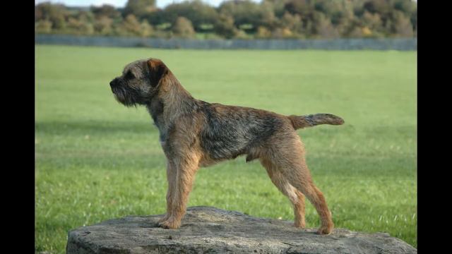 Бордер терьер (Border Terrier) смотреть онлайн
