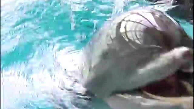 дельфины.mp4 смотреть онлайн