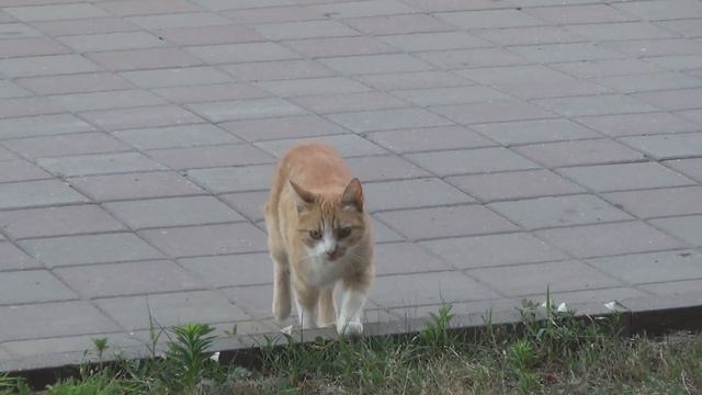 Шахты.Самый жуткий (по отзывам) город России. Не ожидал! смотреть онлайн