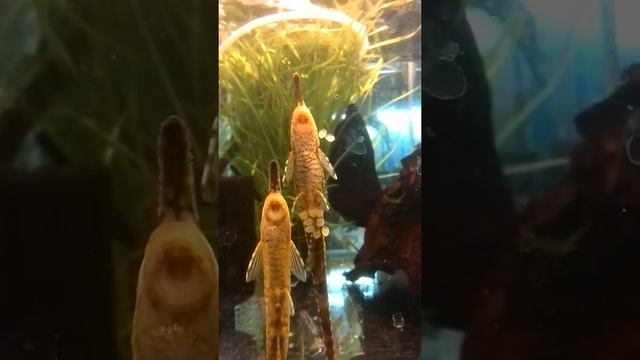 Farlowella Spawning