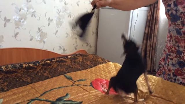 Любимая игрушка русского тоя/Favorite igushka Russian Toya смотреть онлайн