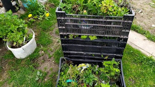 Самоизоляция довела до развода))) как теперь перевезти цветы? смотреть онлайн