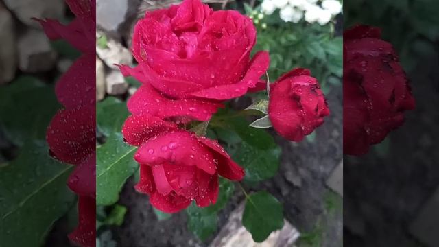 Рубан Руж.(Красная Лента).Цветелина Романтика.2023. РОСТОВ-НА-ДОНУ. смотреть онлайн