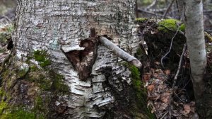 Как собрать березовый сок. Консервируем березовый сок.