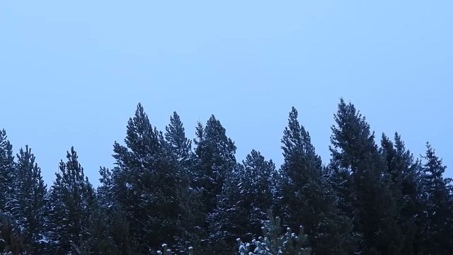 Сороки и сойки боятся ястреба смотреть онлайн