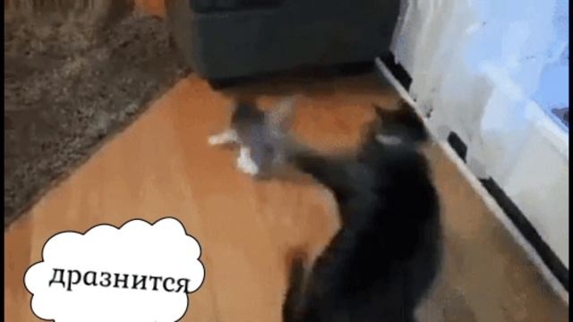 смешные животные 2019 смотреть онлайн