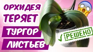 Делайте ТАК ? если ОРХИДЕЯ ТЕРЯЕТ ТУРГОР ЛИСТЬЕВ ? Почему и Что Делать Когда Вянут Листья