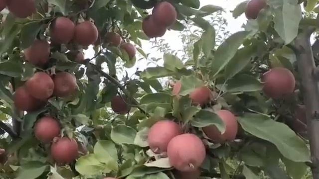 Осенний урожай Галы