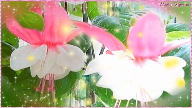 Цветение ФУКСИИ поистине фантастическое зрелище!