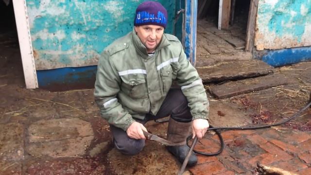 Опалили свинью газовой горелкой / HOW TO SINGE A PIG смотреть онлайн