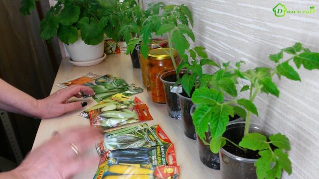 Рассада КАБАЧКОВ - обзор сортов смотреть онлайн