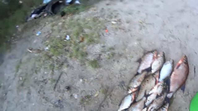 Секрет раскрыт! Этот запах карась чует летом за километр! Какой запах лучше приманивает карася карп смотреть онлайн