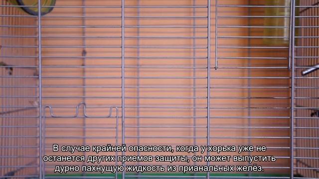 10 интересных фактов о хорьках смотреть онлайн