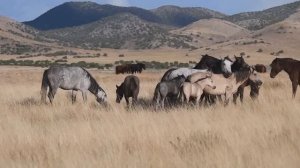 Wild Mustangs in America Wild Horses by Karen King