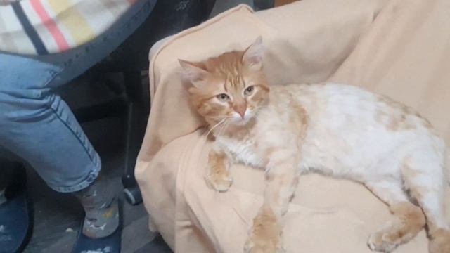 Царство рыжих смотреть онлайн