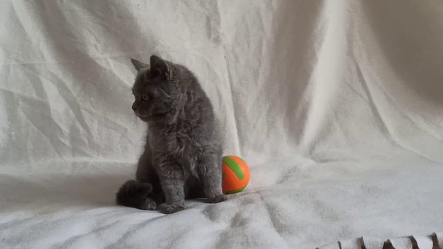 Котенок шотландский в поисках владельцев. смотреть онлайн